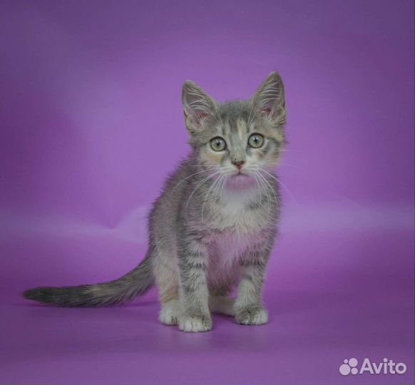 Голубо-кремовая кошечка Лусия (3 мес)