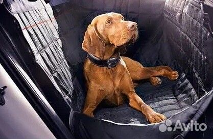 Зоотакси, передержка животных