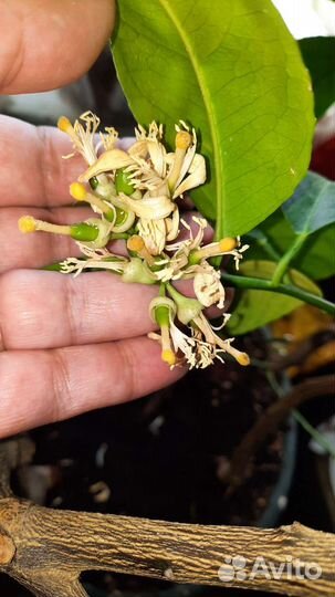 Лимон/лайм,взрослое растение