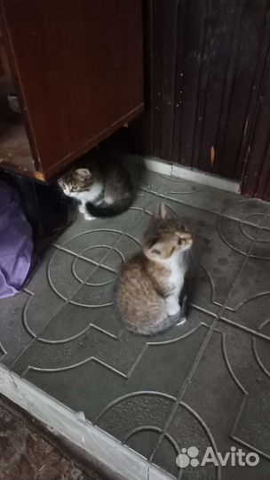 Котята в дар