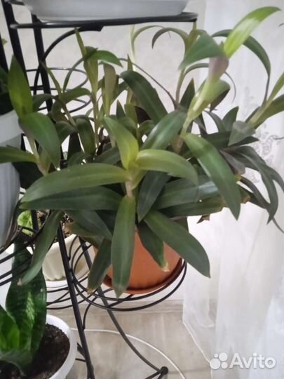 Цветы коматные