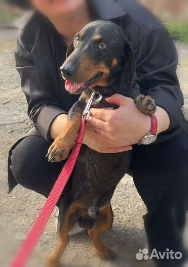 Такс в добрые руки