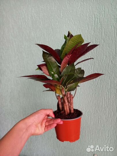 Кротон Миссис Айстон