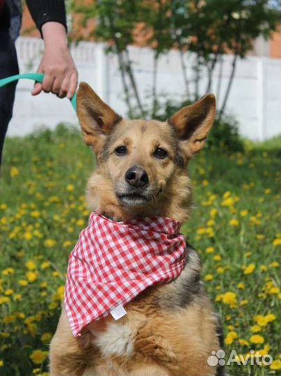 Собака из приюта