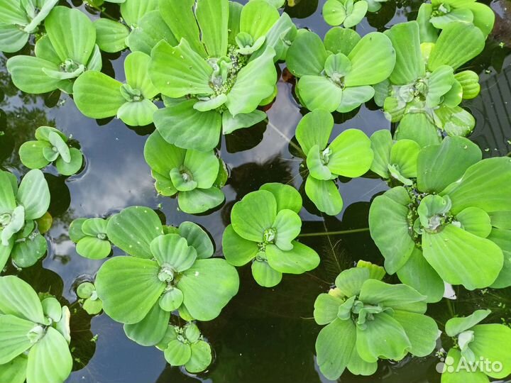 Растения пистия