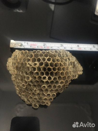 Осиное гнездо