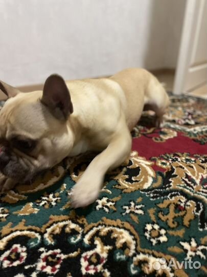 Вязка французский бульдог мальчик