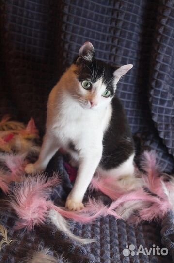 Кошка в дар бесплатно