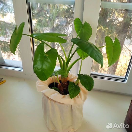 Комнатные цветы