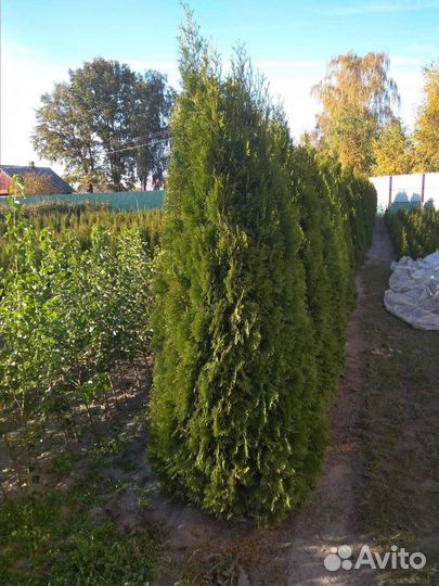 Туя Колумна из питомника