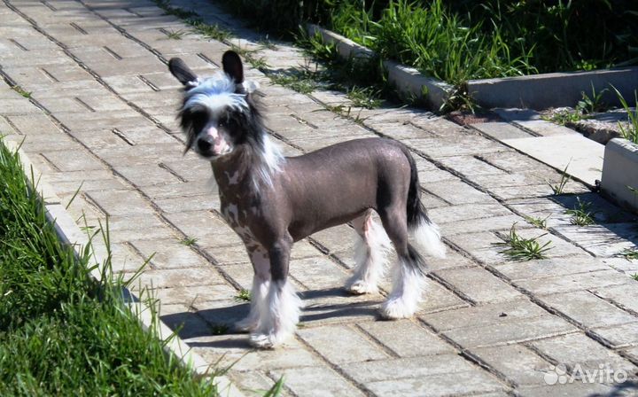 Черная красавица, РКФ