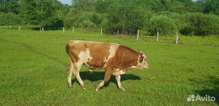 Бычки, телочки