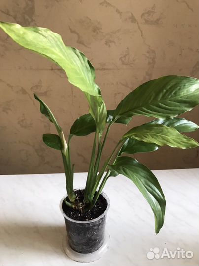 Спатифиллум