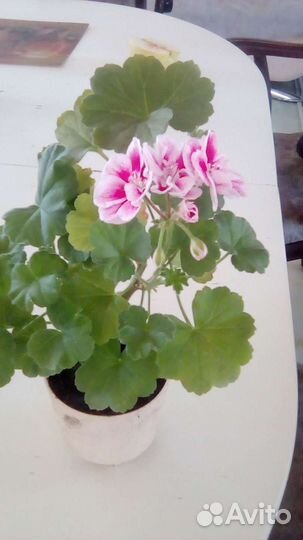 Пеларгония герань