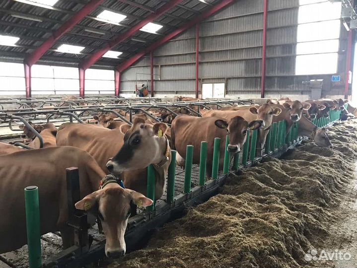Корова дойная крс