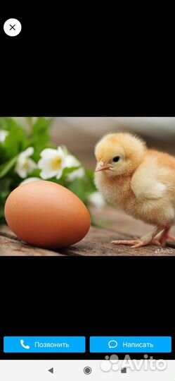 Техасский перепел