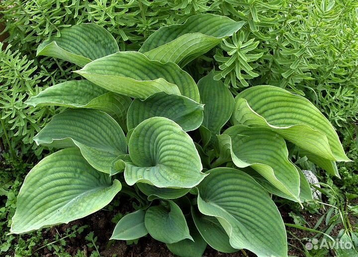 Многолетники:хосты,примулы,маргаритки,лилейник