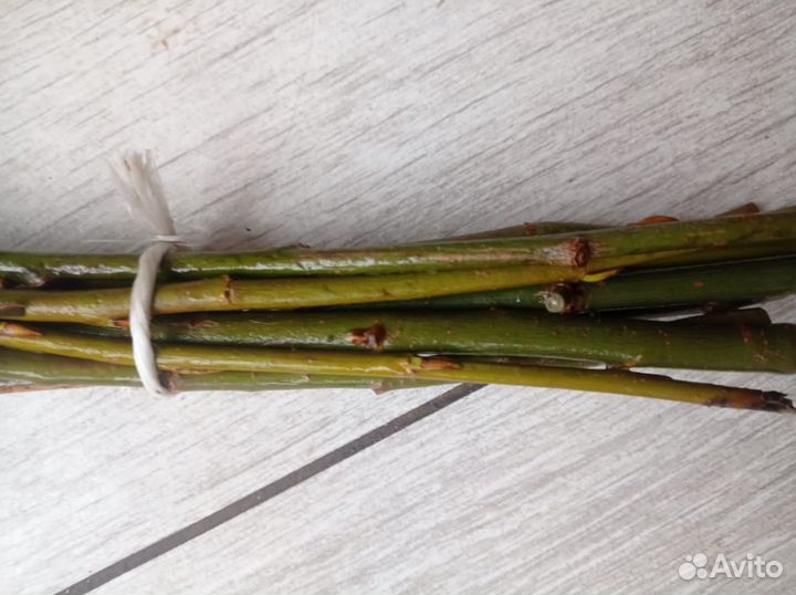 Лакомство для грызунов