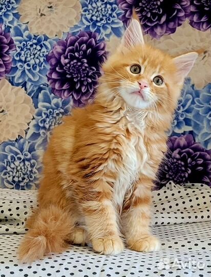 Котята мейн-кун