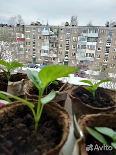 Рассада перцев