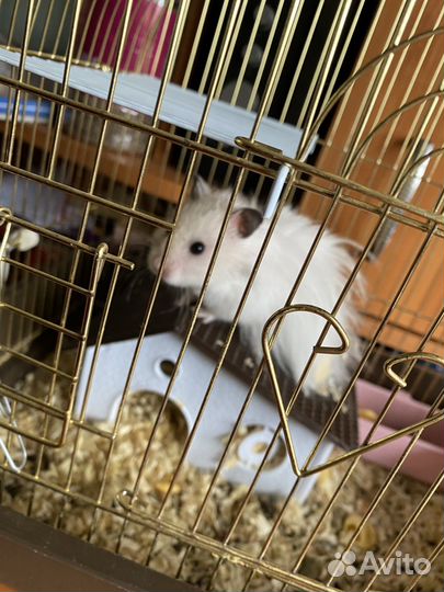 Бесплатно Сирийский хомяк