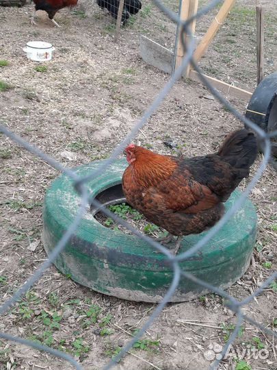 Инкубационное яйцо Паловское золото