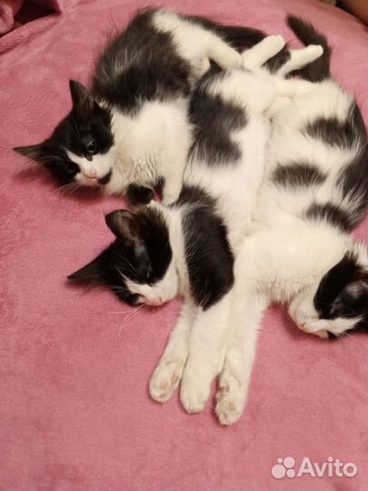 Котята в добрые руки