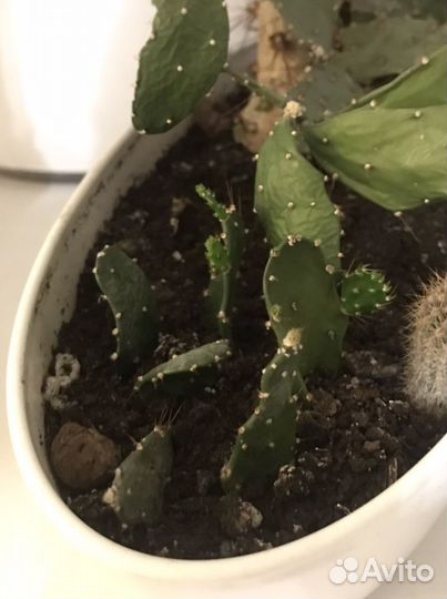 Детки кактуса (опунции)