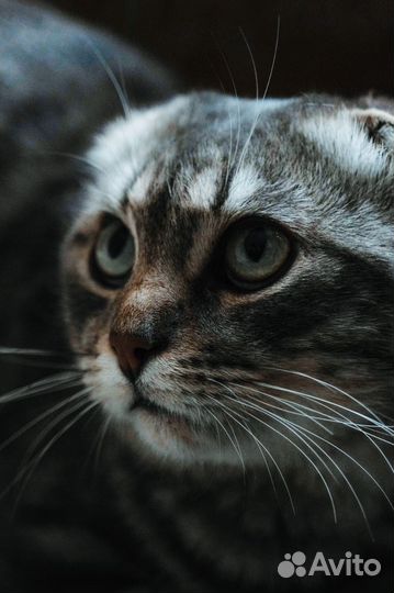 Вислоухий кот