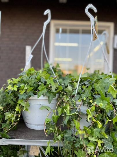 Плющ хедера оптом