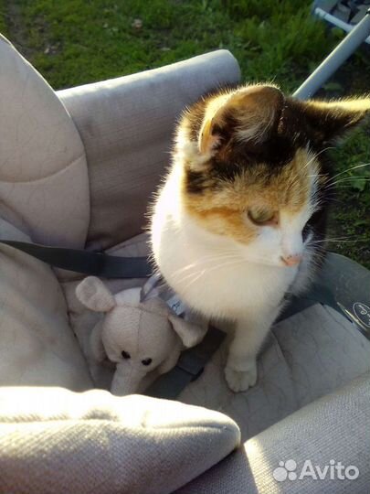 Трёхцветная кошечка