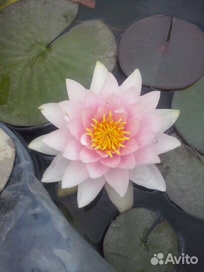 Садовые цветы