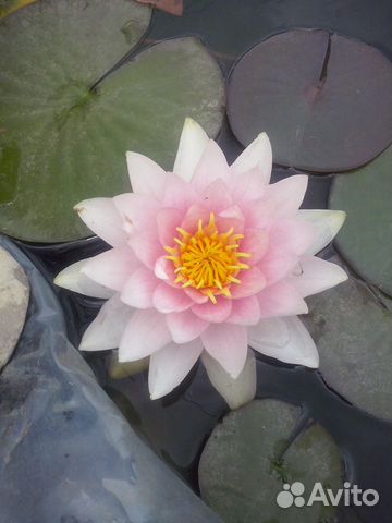 Садовые цветы