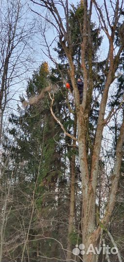 Спил деревьев