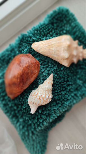 Морские ракушки раковины