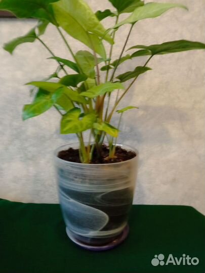 Сингониум.Комнатное растение