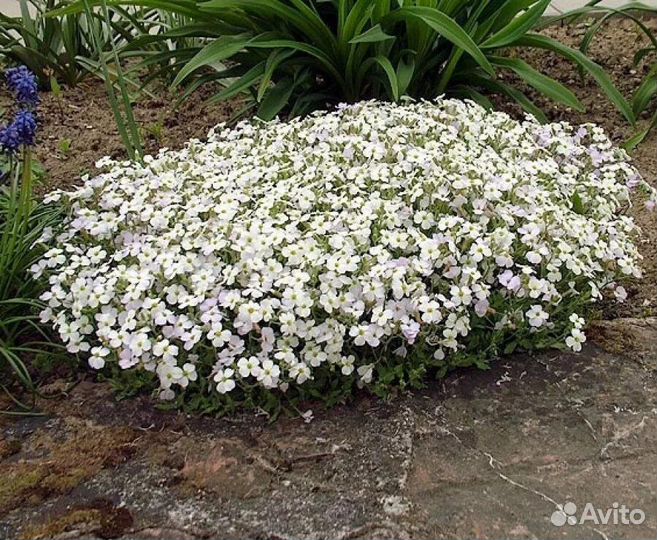Растения, цветы садовые почвопокровники