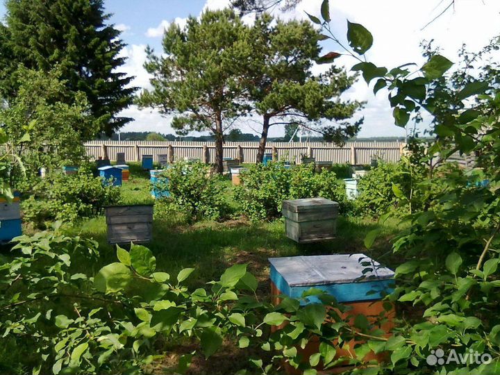 Продукты пчеловодства