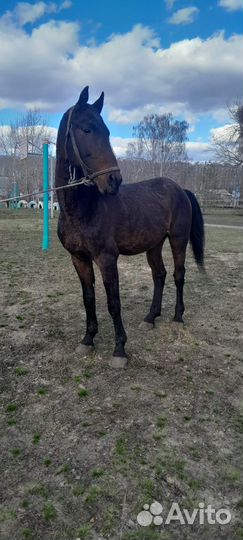 Жеребец русский рысак