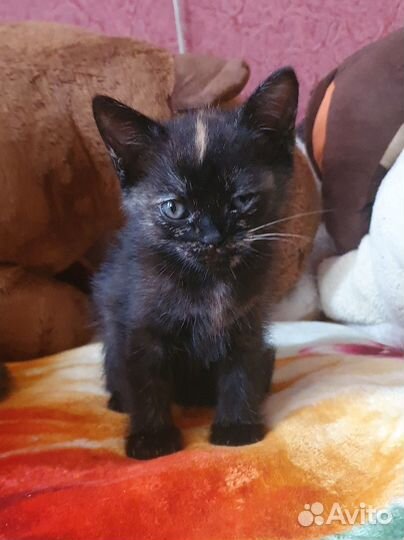 Кошка в дар