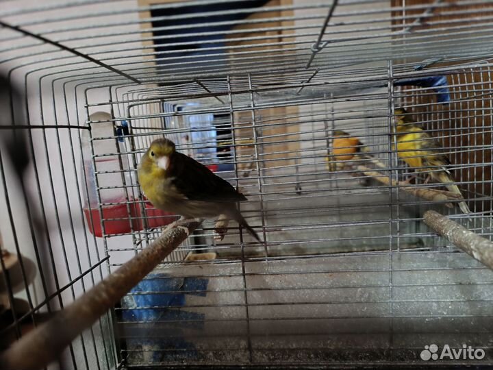 Канарейки и кенара