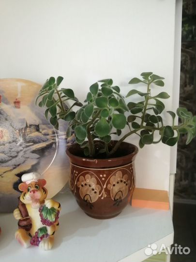 Аихризон дерево любви