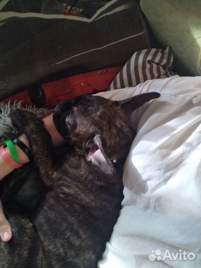 Выгул животных и их передержка