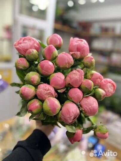 Пионы свежее поступление