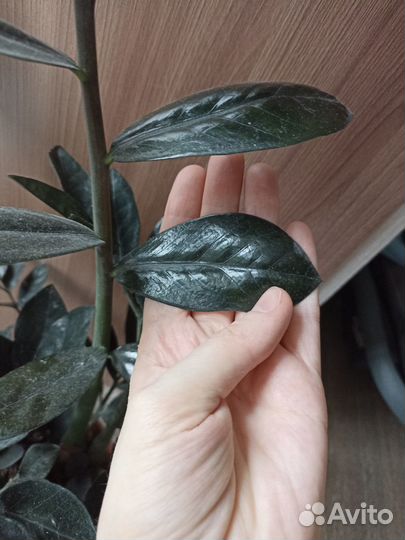 Замиокулькас черный равен