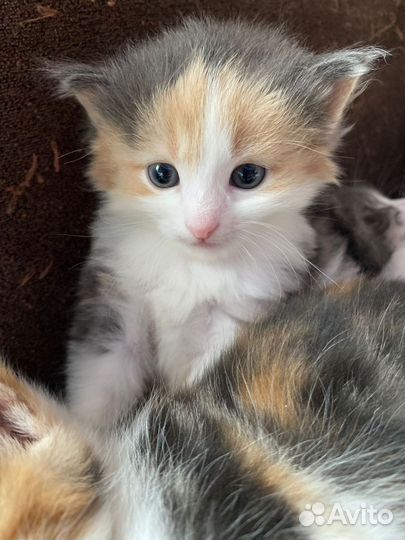 Отдам котят в заботливые добрые руки