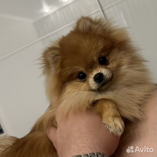 Вязка померанский шпиц
