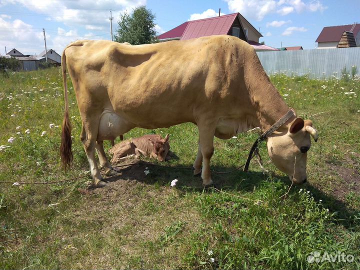 Корова Джерсейская