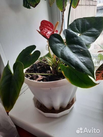 Антуриум мужское счастье крупный цветок