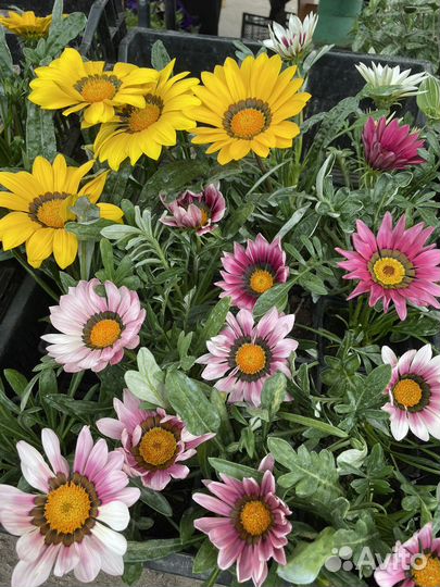 Продажа однолетних и многолетних цветов